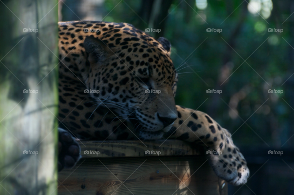 cat jaguar by cwassi