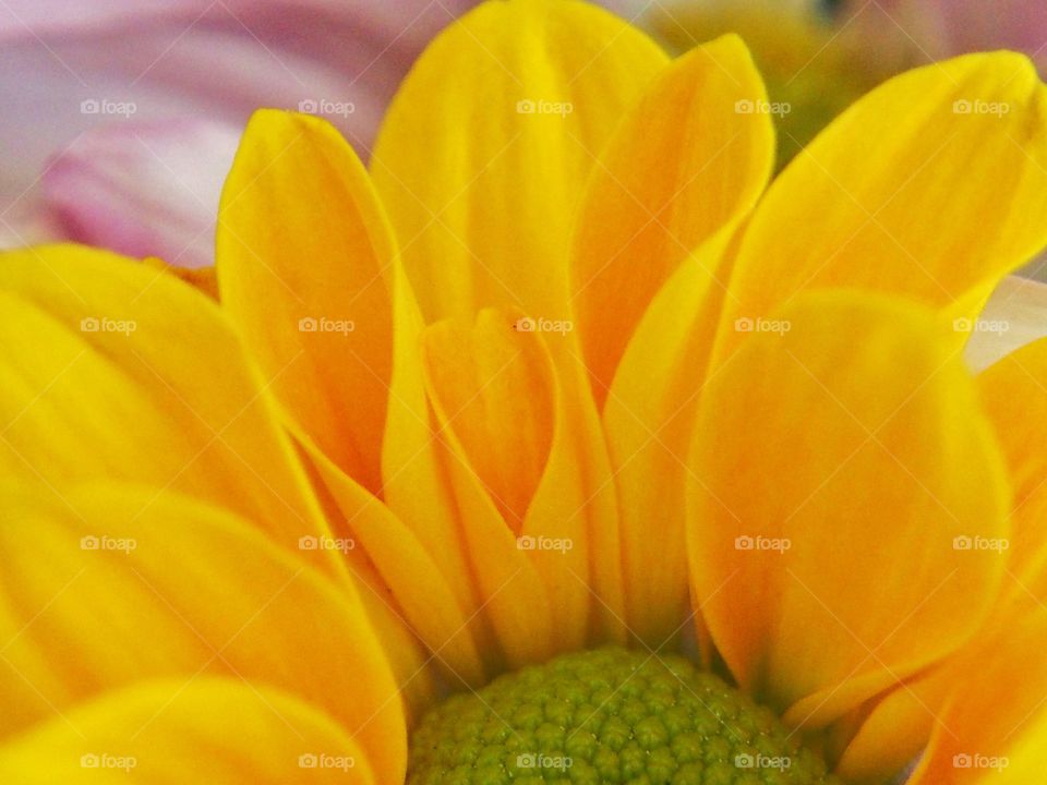 Yellow flower macro shot