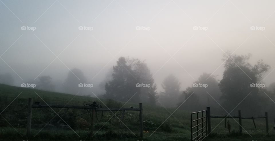 morning fog