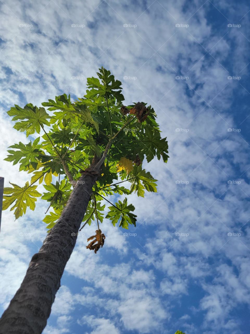 Looking up - tree in Hong Kong