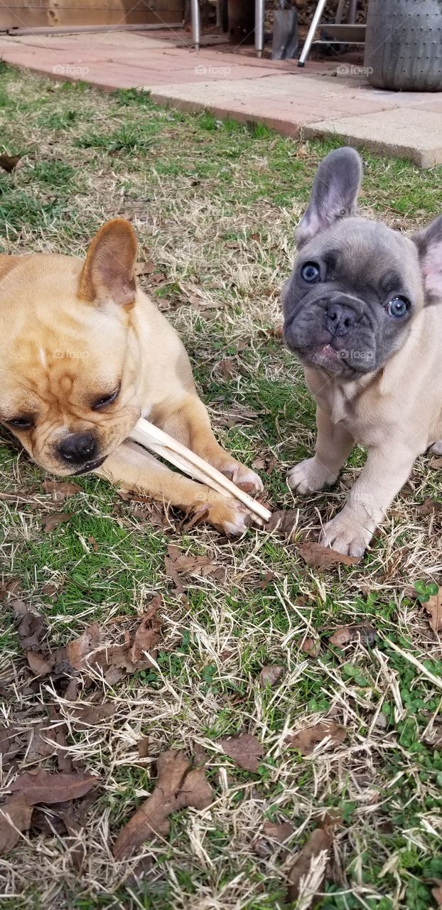 french bulldogs playing with bone