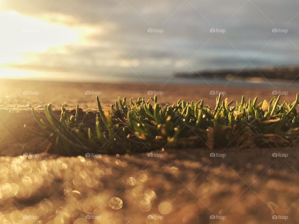 Top view of blooming flowers, grass growing at the seaside, beach in spring in Slovenia