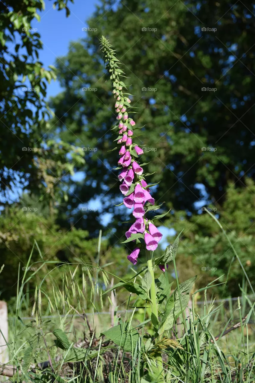 Wildflower