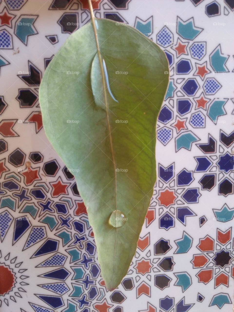 Beautiful leaf of a tree and droplets of water.