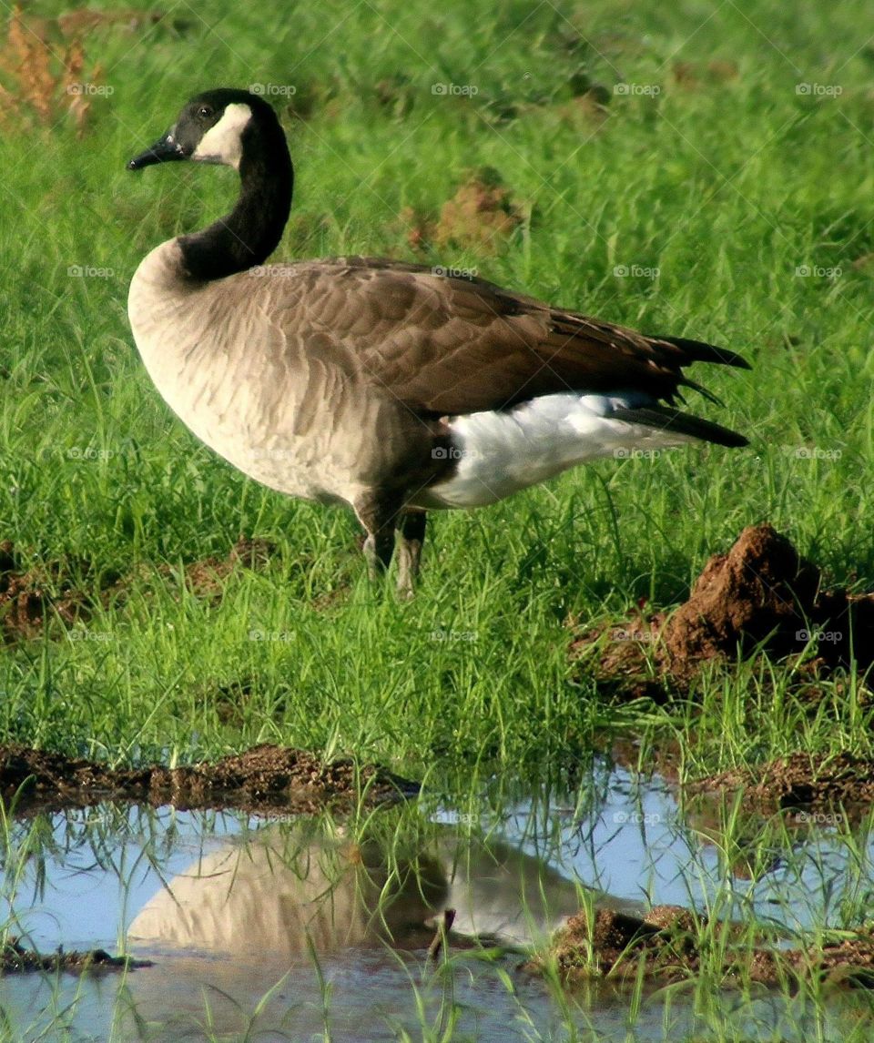 Canada Goose in the Marsh