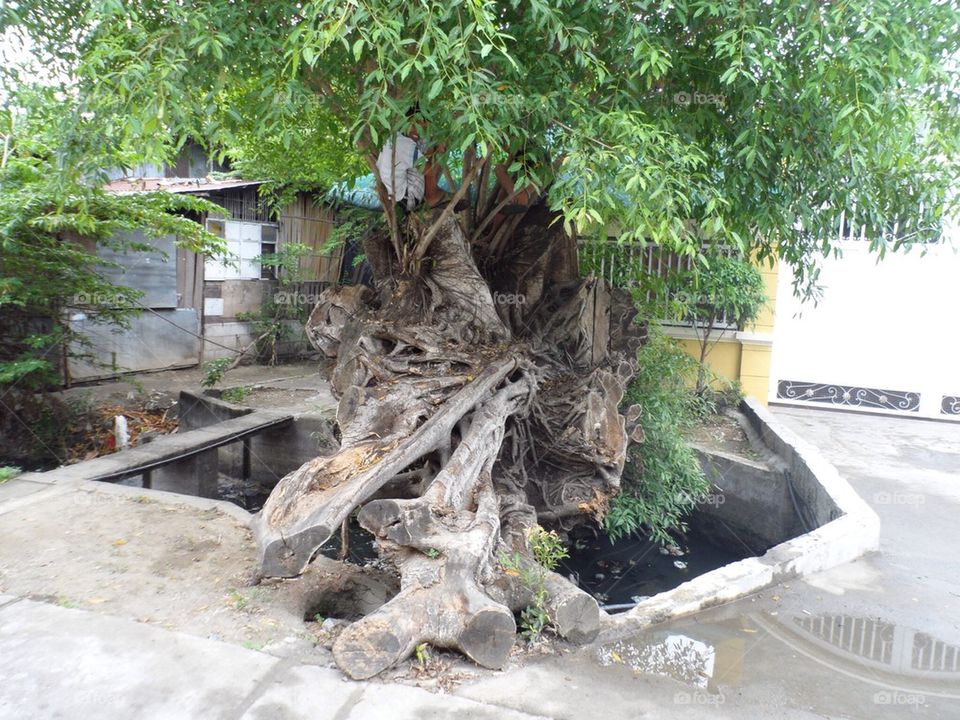 Filipino Tree