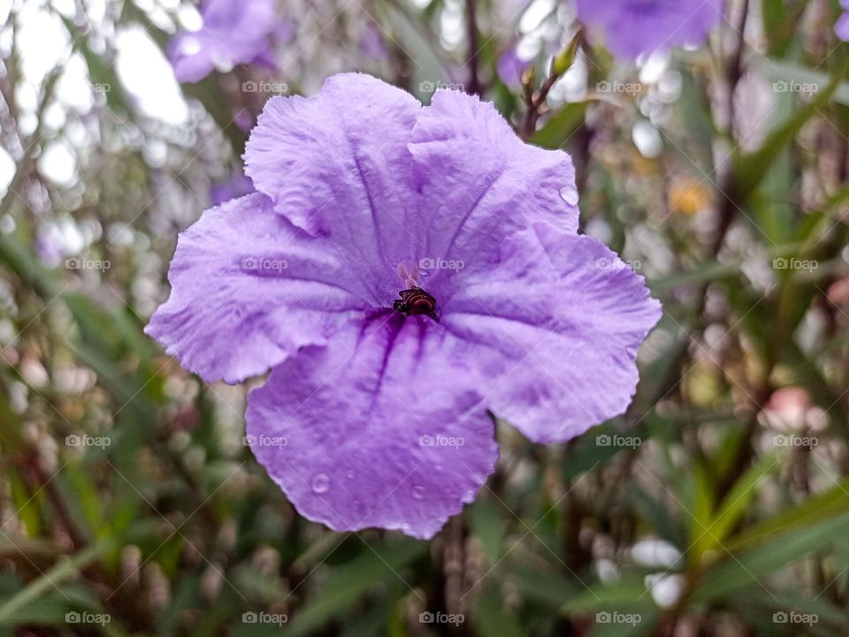 Close-up view of a large, beautiful purple flower with a small insect in the center. The flower looks fresh with several water droplets on the petals