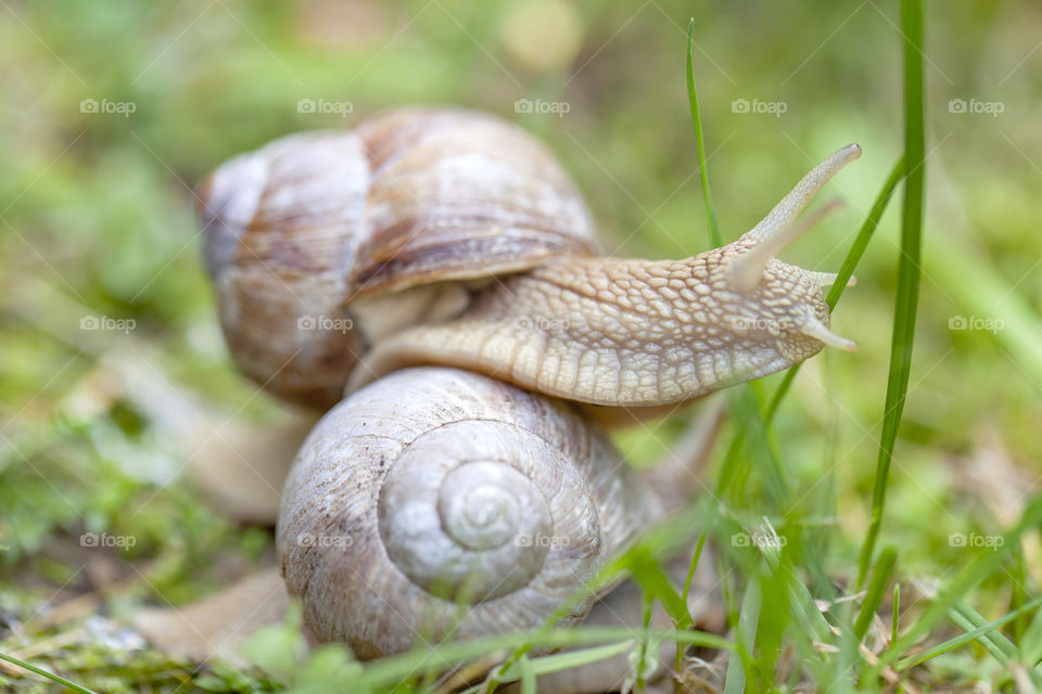 Lovely snails in the forest