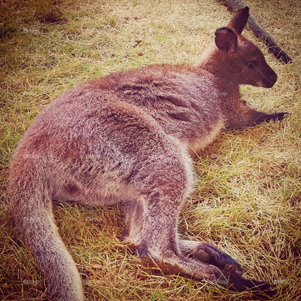 Marsupial, Kangaroo, Mammal, Wallaby, No Person