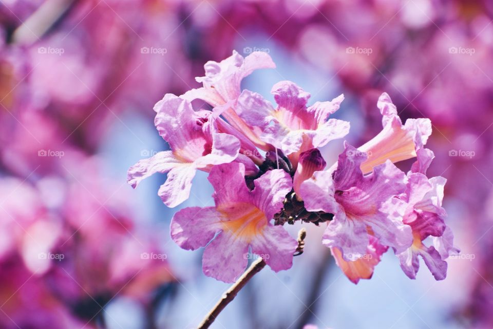 Pink Flowers 