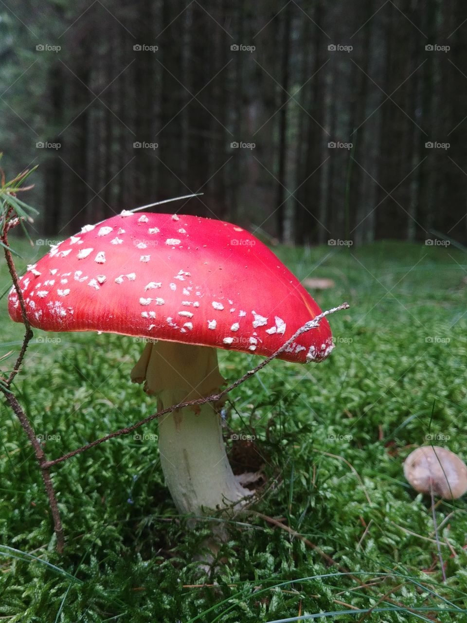 pilz Fliegenpilz mushroom herbst autumn