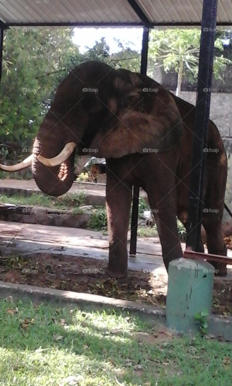 Dancing elephant