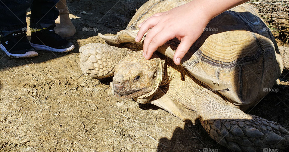 Turtle unsure about touch.