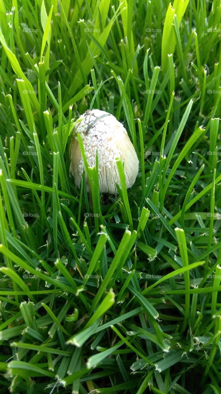 hidin' mushroom