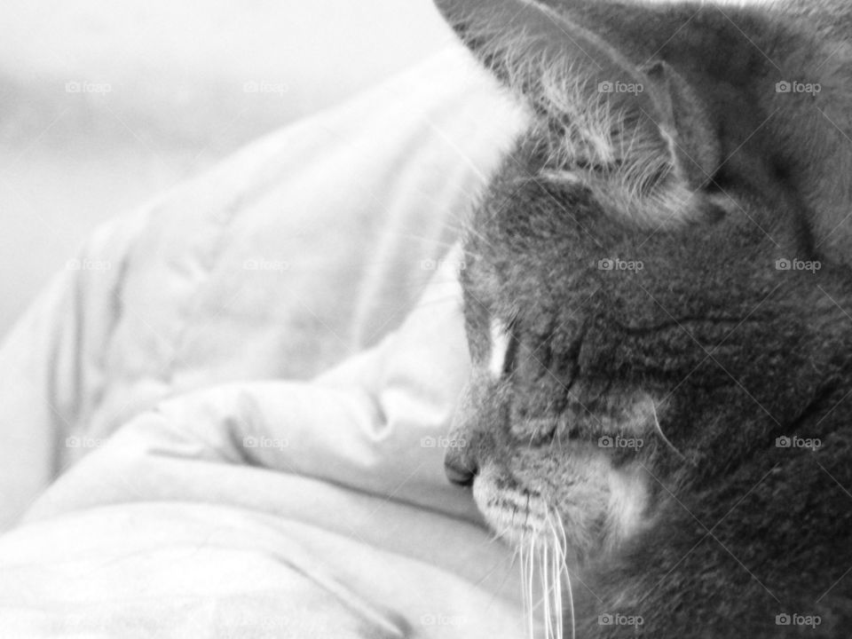 Profile of a sleeping cat.