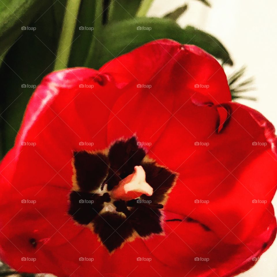 Fully bloomed red tulip flower