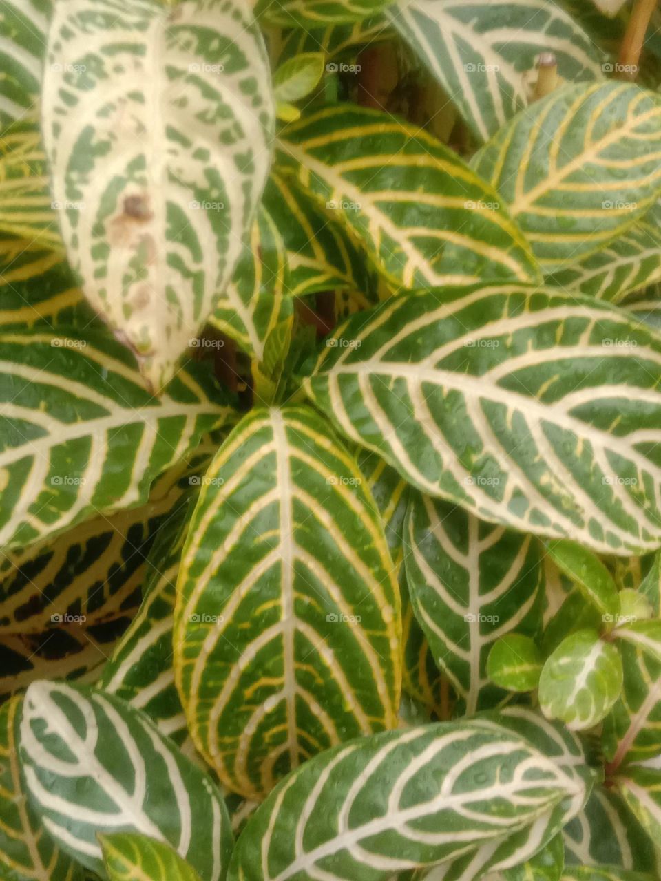 Go green walpapers 🌍🤗❤️