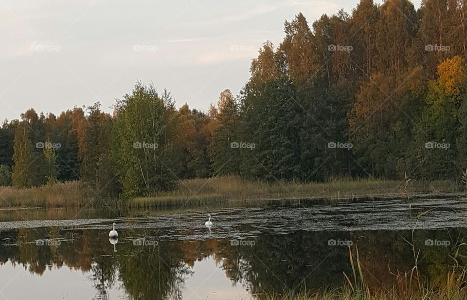 swans in Autumn