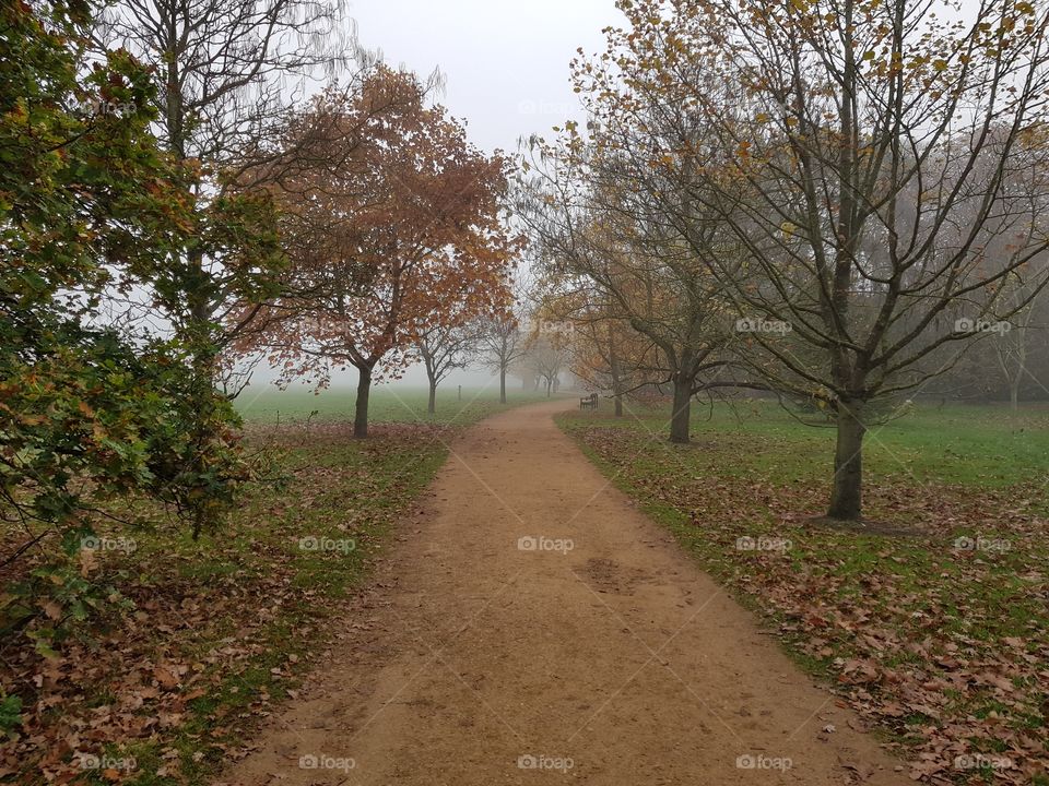 Tree lined path autumn leaves, dirt path with mist in background.