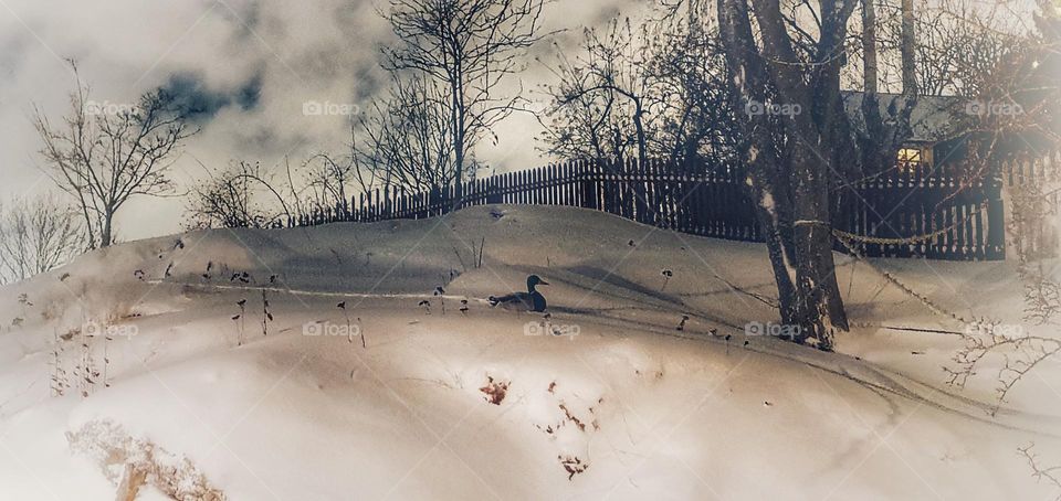 The lonely, cold duck