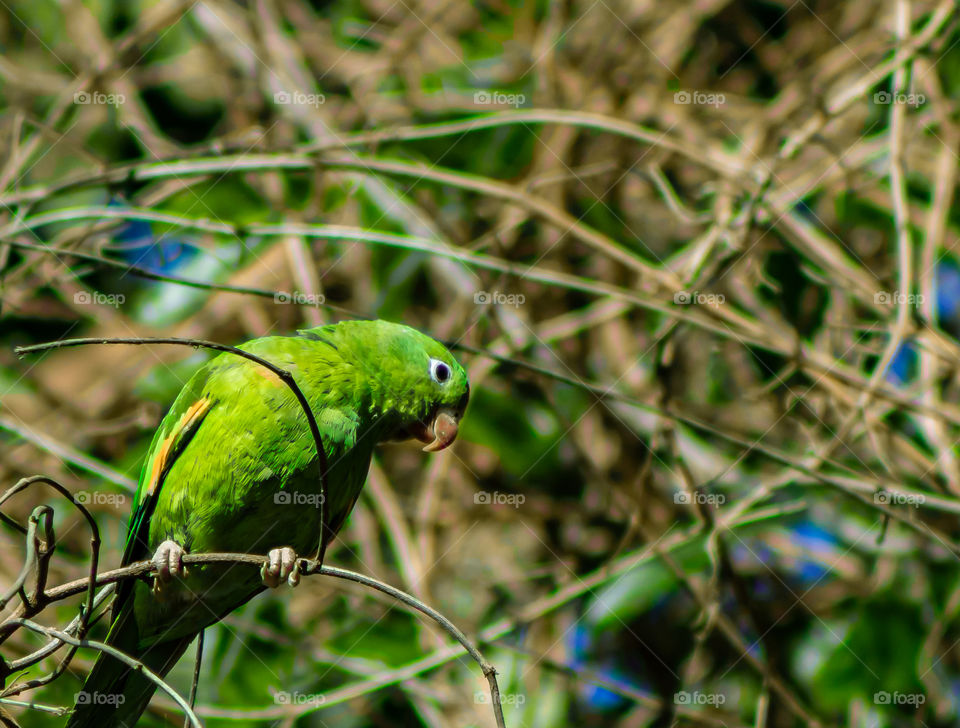 Pássaro em seu hábitat natural no interior de São Paulo.