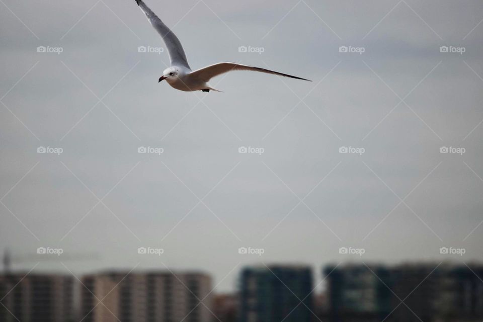 A Seagull in flight