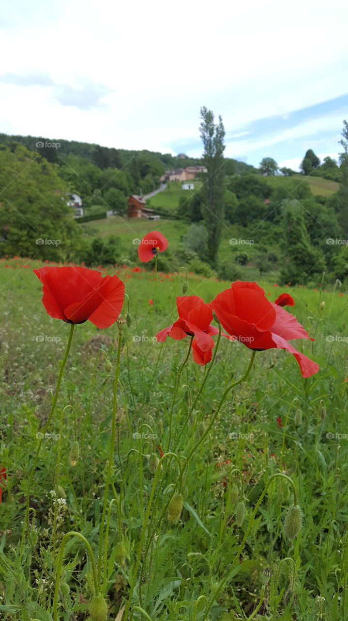 Red poppies on the meadow