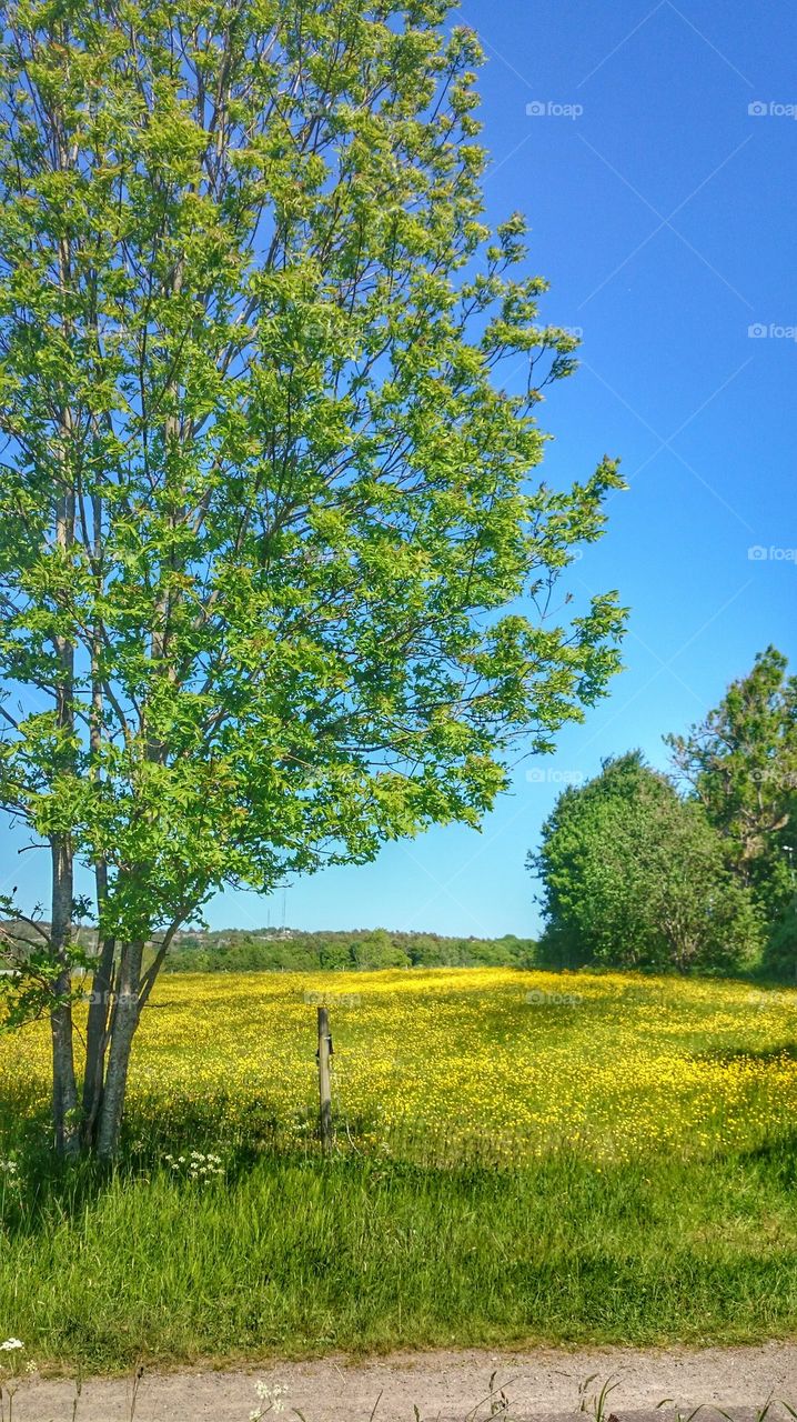 fields of gold 