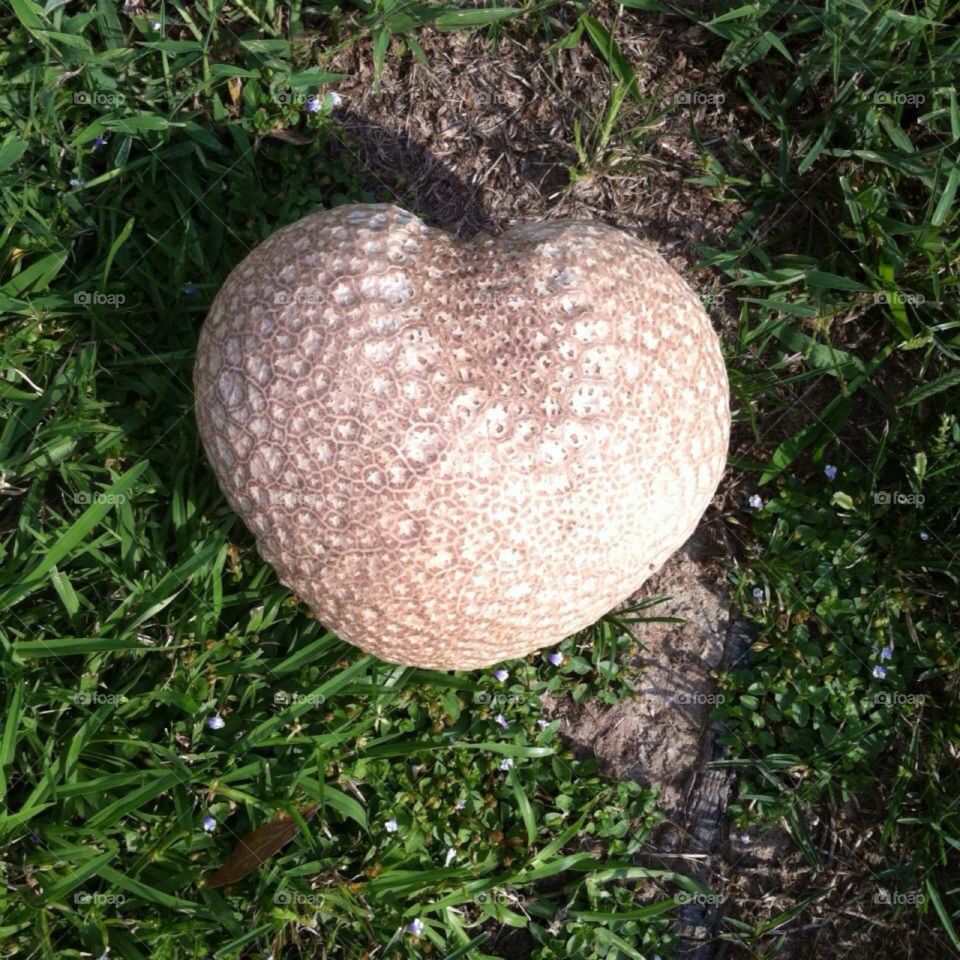 Fungi love