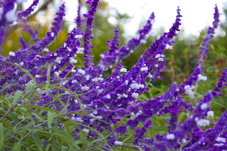 THE PURPLE FLOWERS AT NAPPA VALLEY CALIFORNIA