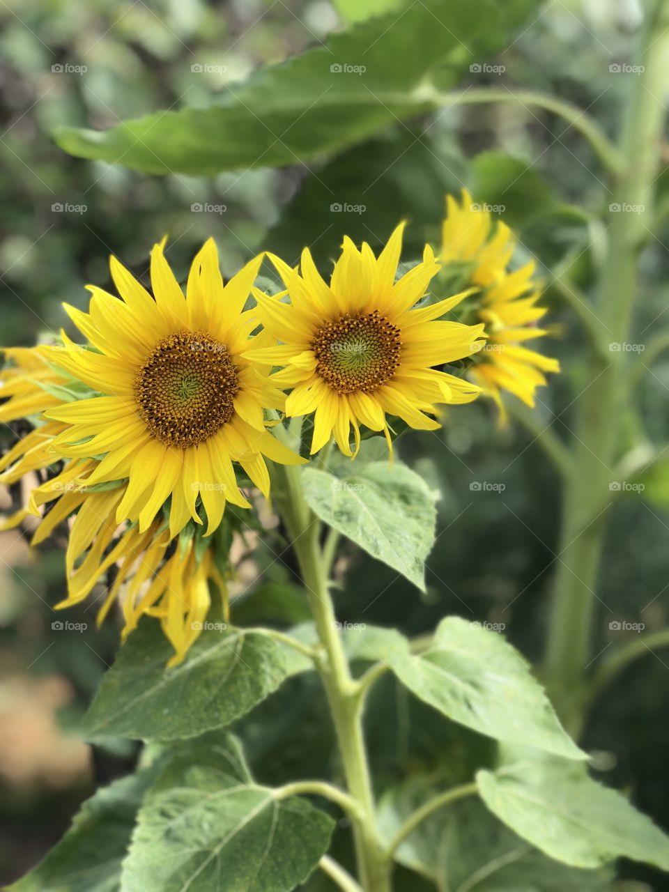 Sunflowers 🌻