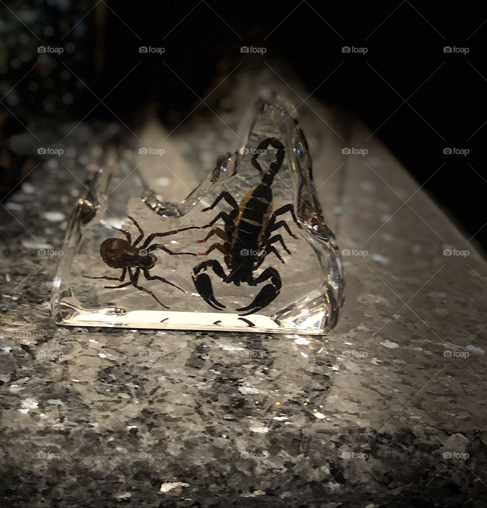 creepy scorpion and spider specimen paperweight