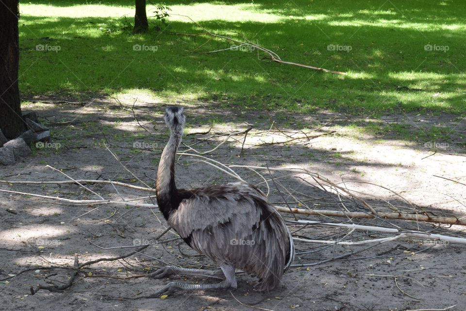 emu Australia