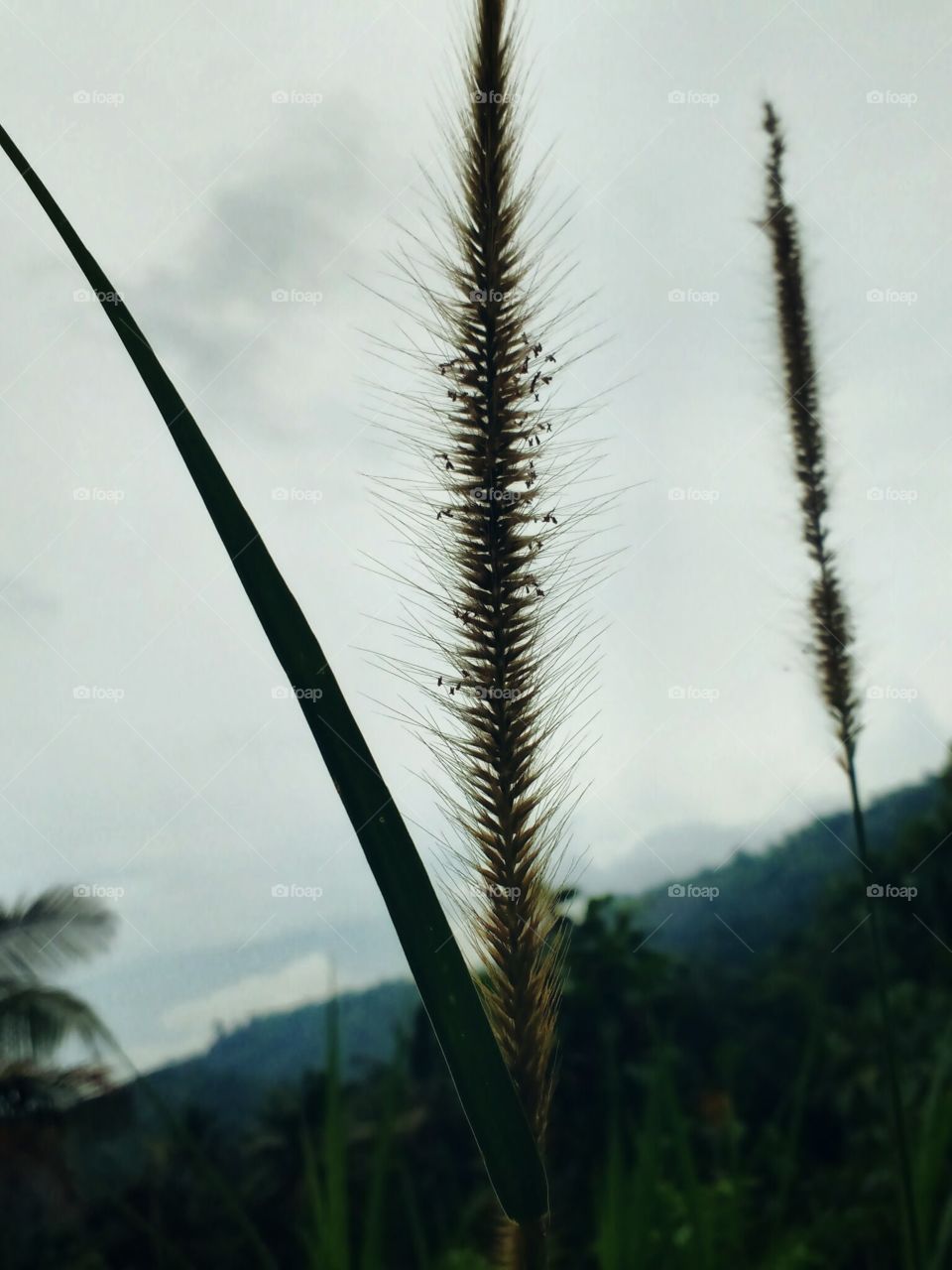 grass flower