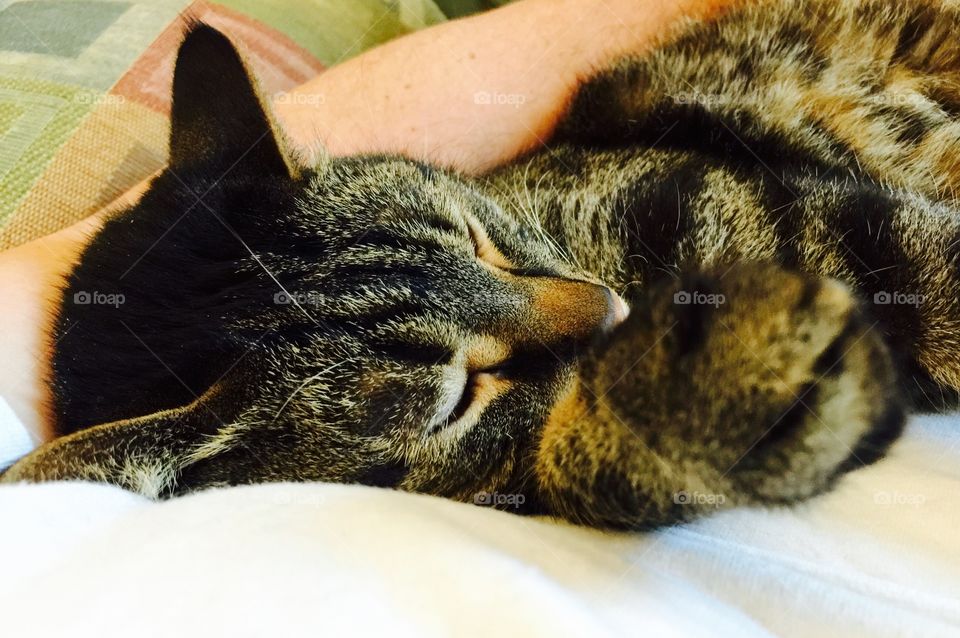 Kitty napping , grey striped tabby cat.