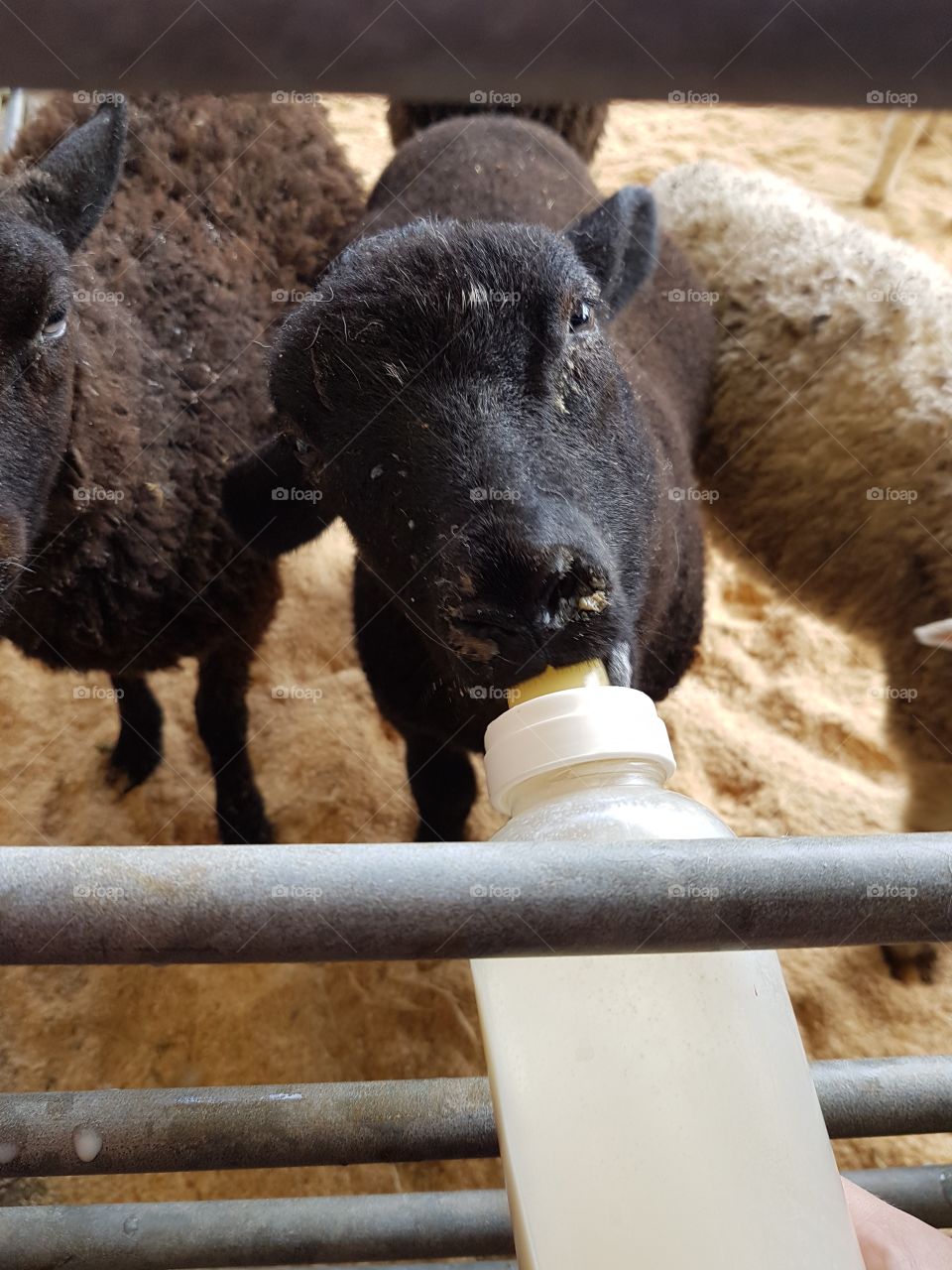 lamb feeding