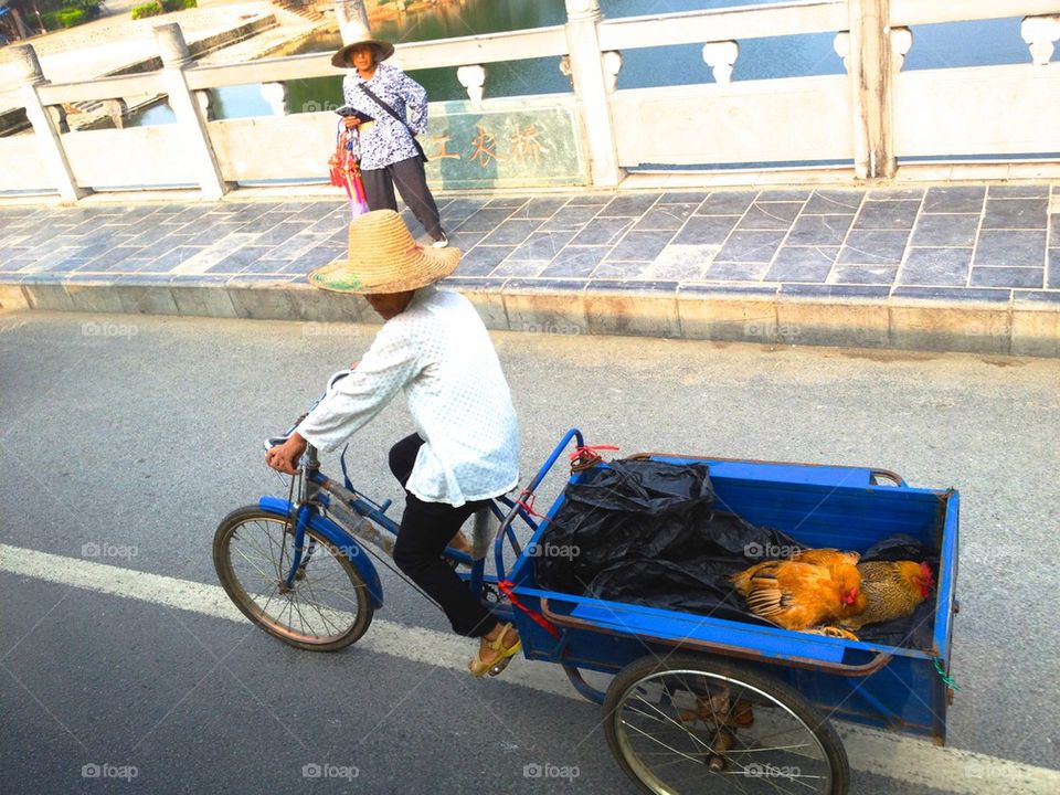 Transporting chickens