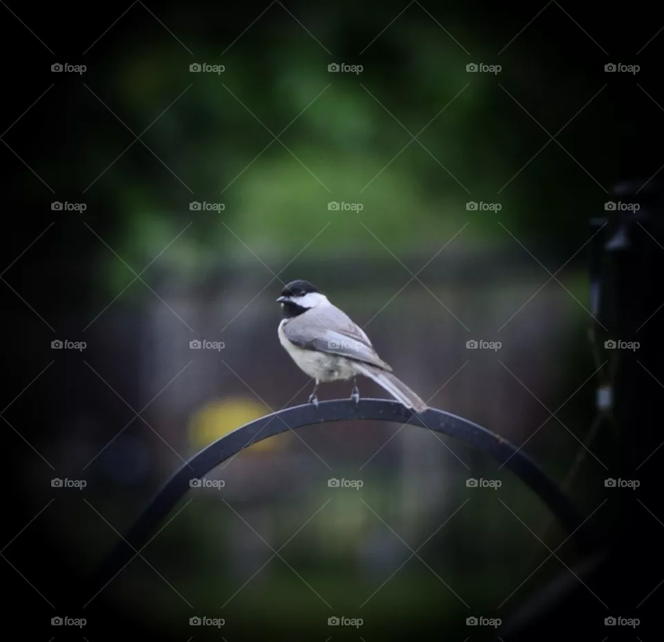 Chickadee 