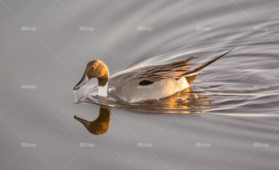 Duck with a reflection