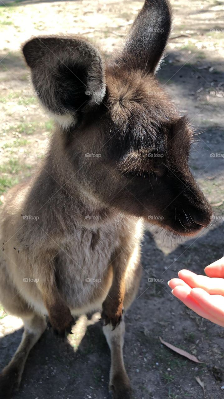 Australia kangaroo 