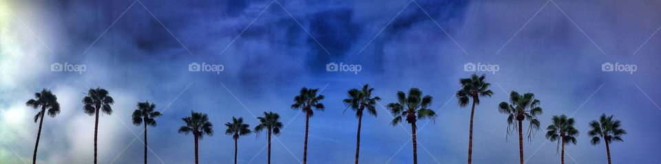 California Dreamin. Panoramic of palm trees. 