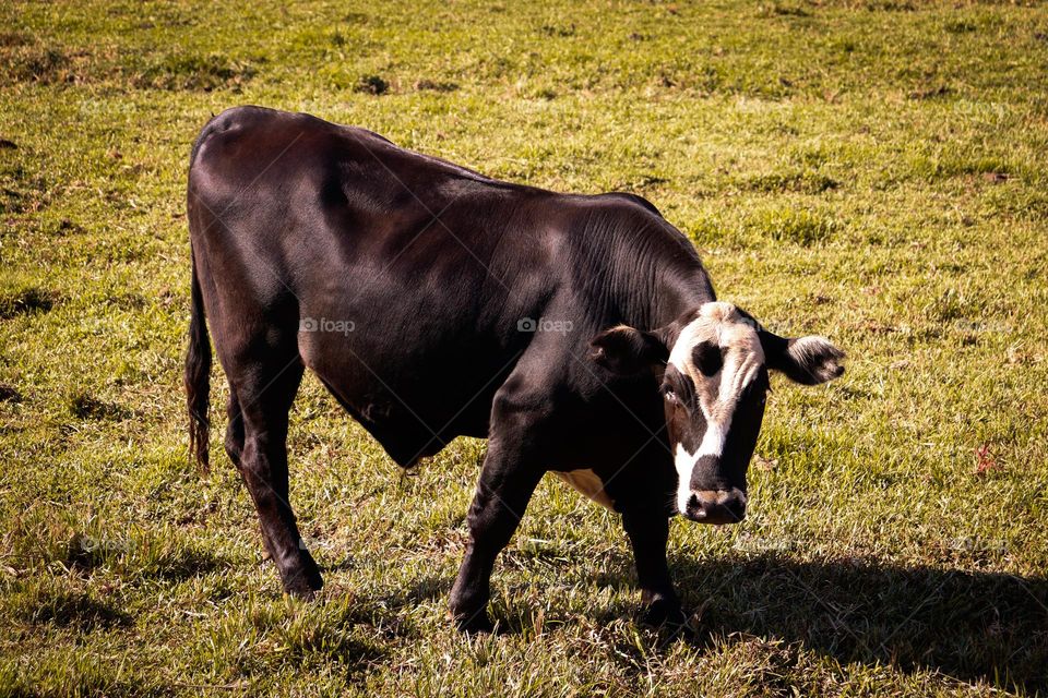 Black cow.