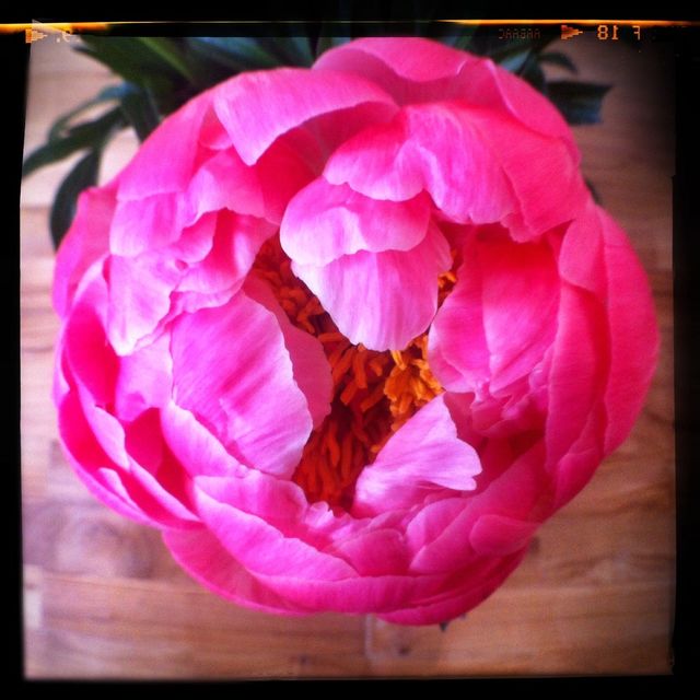 Peony flower 