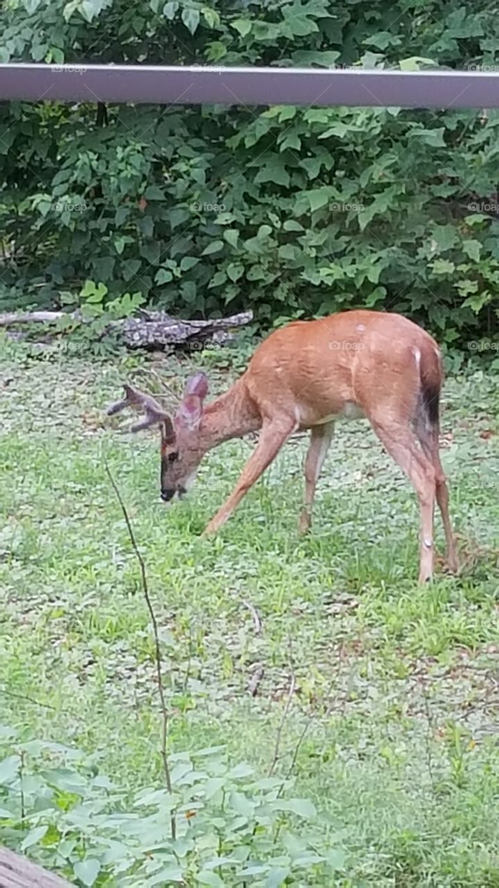 buck deer