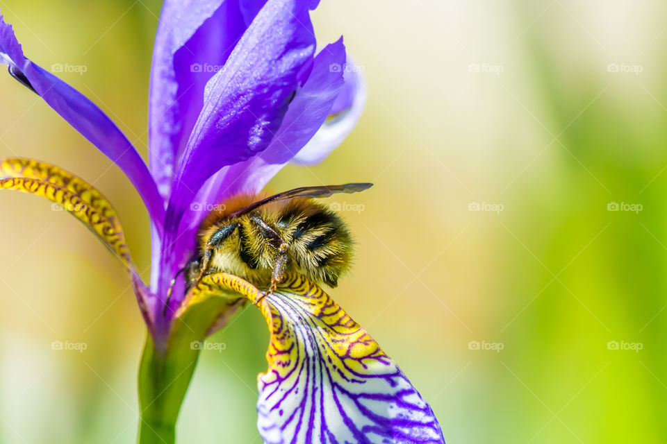 Bee on purple flower