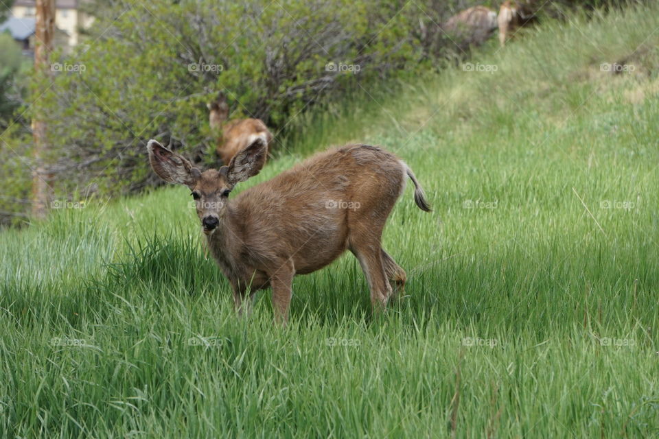 Mule deer in field