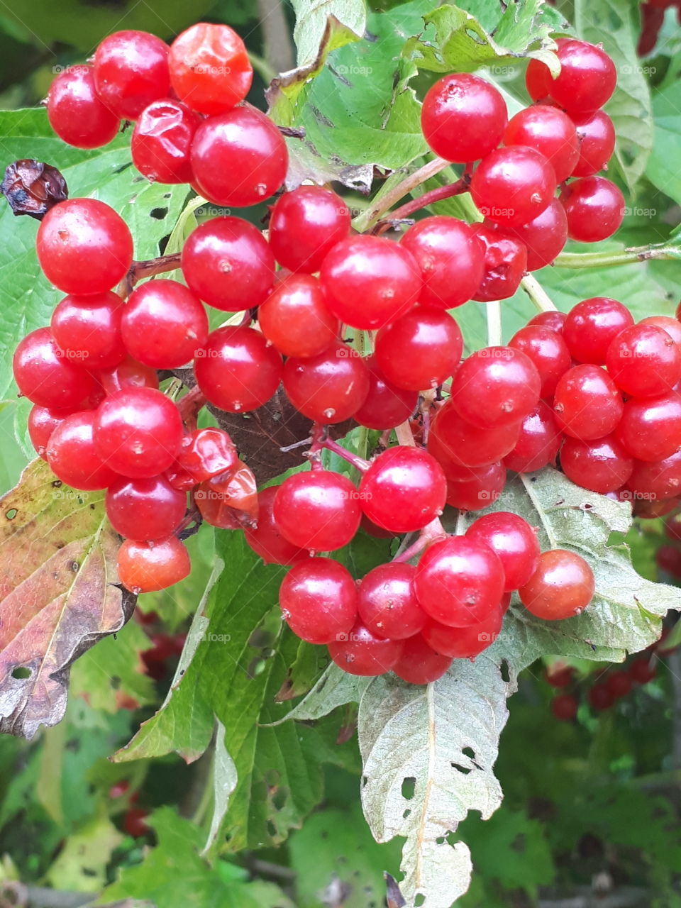 Fruit, Berry, Leaf, Food, Nature