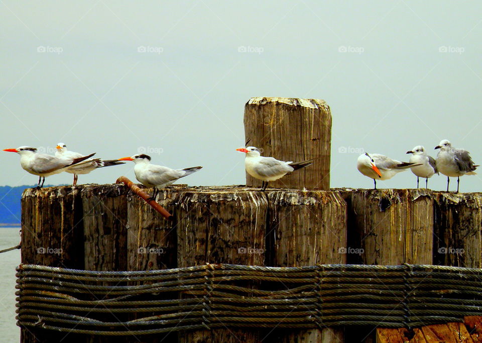 View seagulls perching