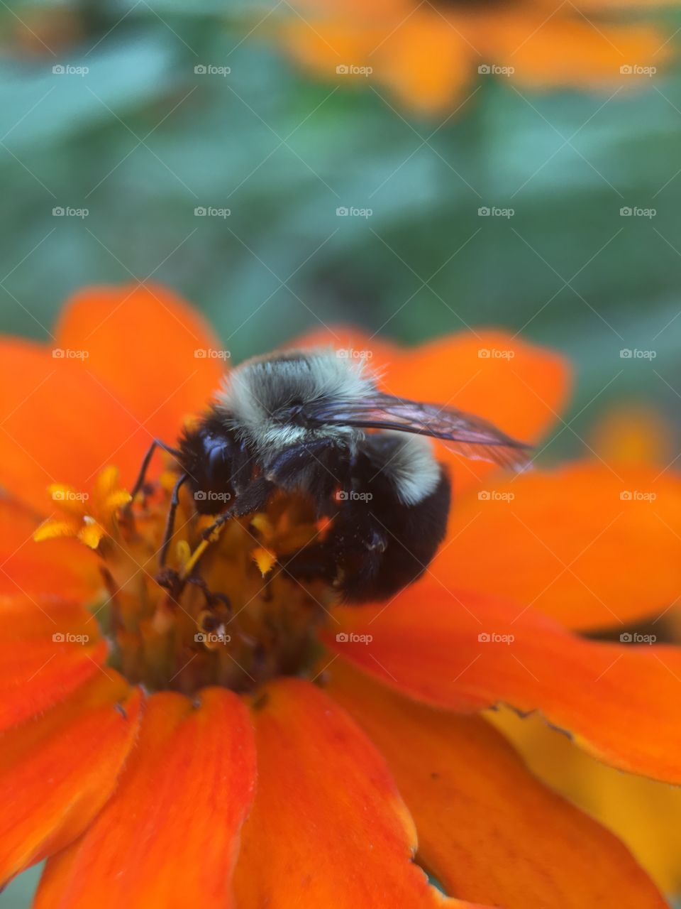 Bee sucking on honey 