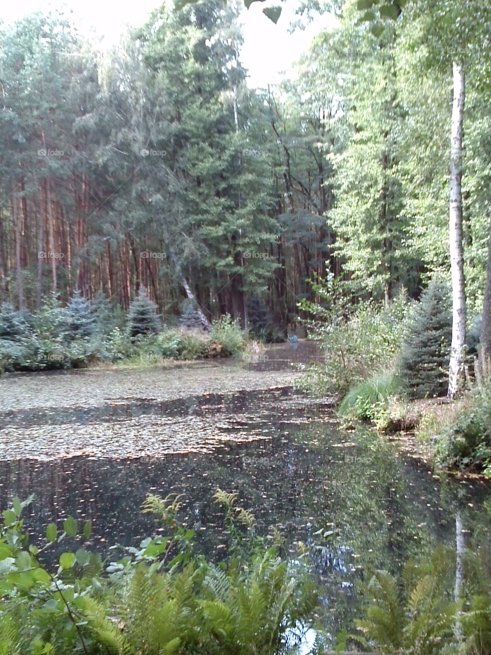 Forest pond